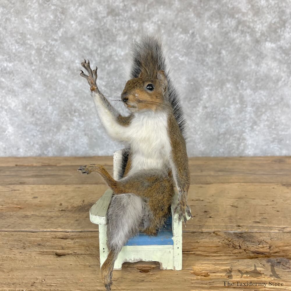 Novelty Grey Squirrel Mount For Sale #28219 @ The Taxidermy Store