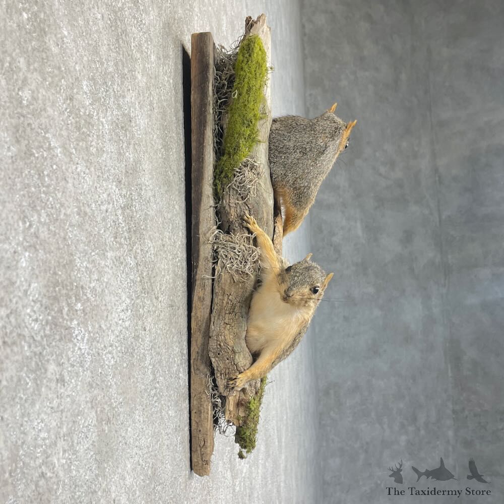 Fox Squirrel Pair Life-Size Mount For Sale #28715 @ The Taxidermy Store