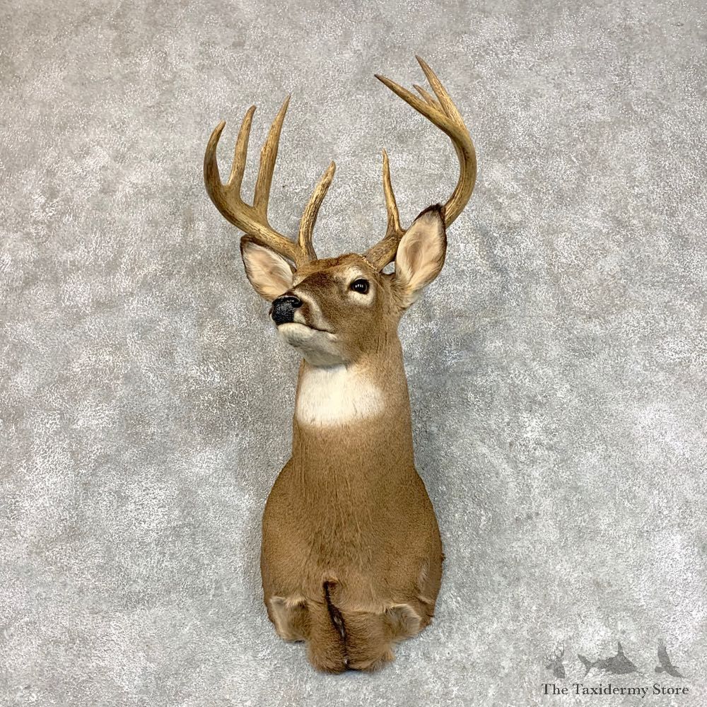 Whitetail Deer Shoulder Mount #22797 For Sale - The Taxidermy Store