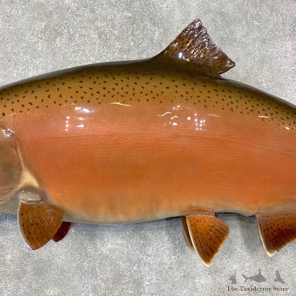 King Salmon Fish Mount For Sale #21610 @ The Taxidermy Store