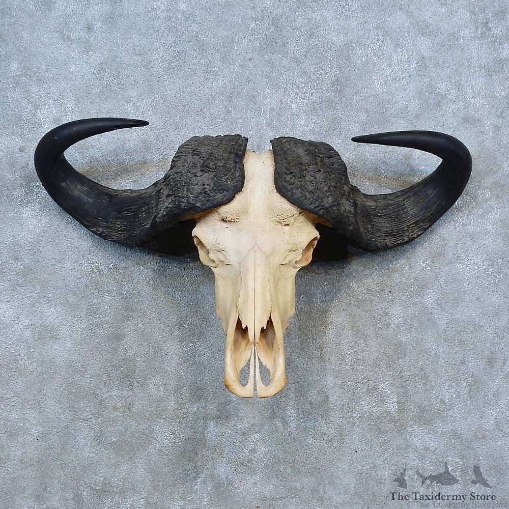 Cape Buffalo Skull European Mount For Sale #15342 @ The Taxidermy Store