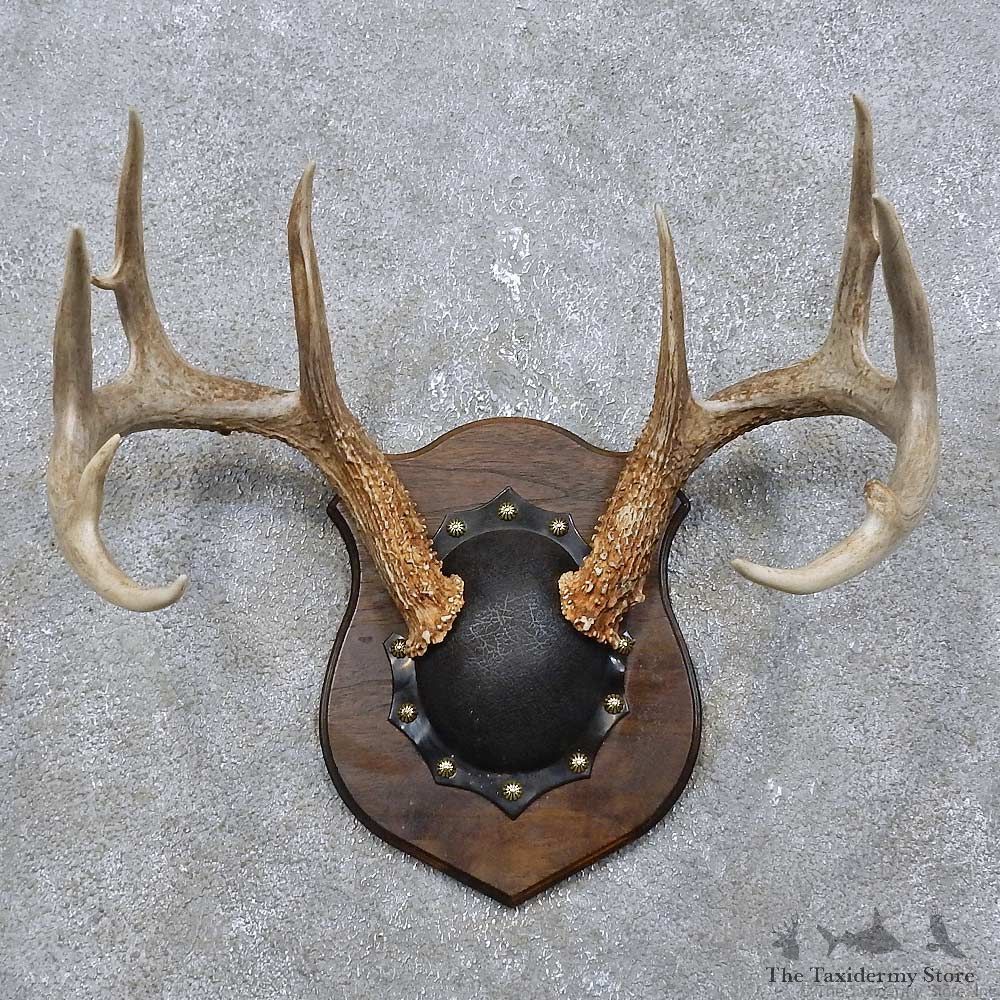 Whitetail Deer Antler Plaque Mount For Sale #15770 @ The Taxidermy Store