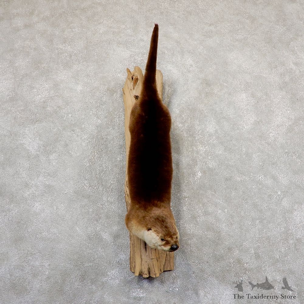 River Otter Life-Size Mount For Sale #18910 - The Taxidermy Store