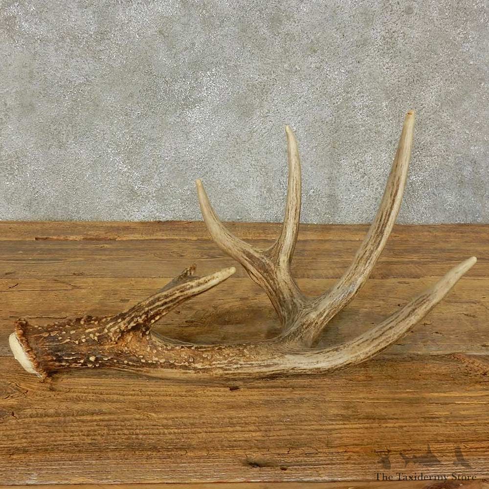 Whitetail Deer Antler Shed For Sale #16201 @ The Taxidermy Store