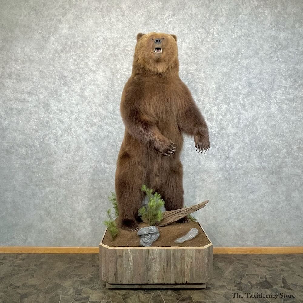 Inland Grizzly Bear Life Size Mount For Sale #28445 @ The Taxidermy Store