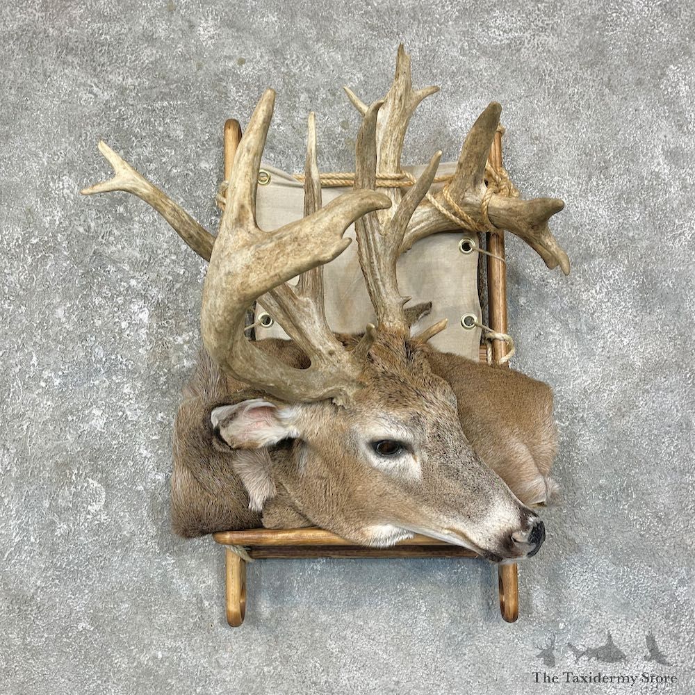Dall Sheep Display Taxidermy Mount #25635 For Sale @ The Taxidermy Store