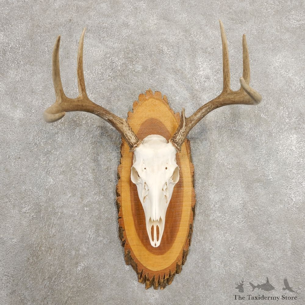 Whitetail Deer Skull European Mount For Sale #20983 @ The Taxidermy Store