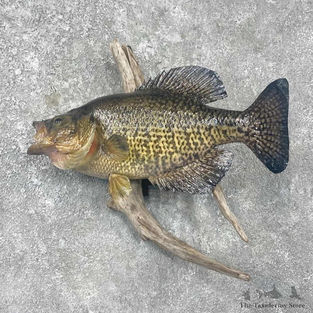 Black Crappie Taxidermy Fish Mount #25901 For Sale @ The Taxidermy Store