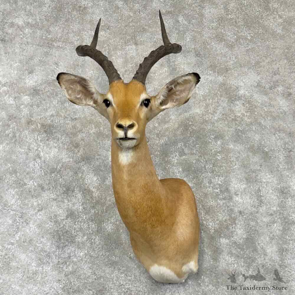 South African Impala Wall Pedestal Mount For Sale #30351 @ The Taxidermy Store