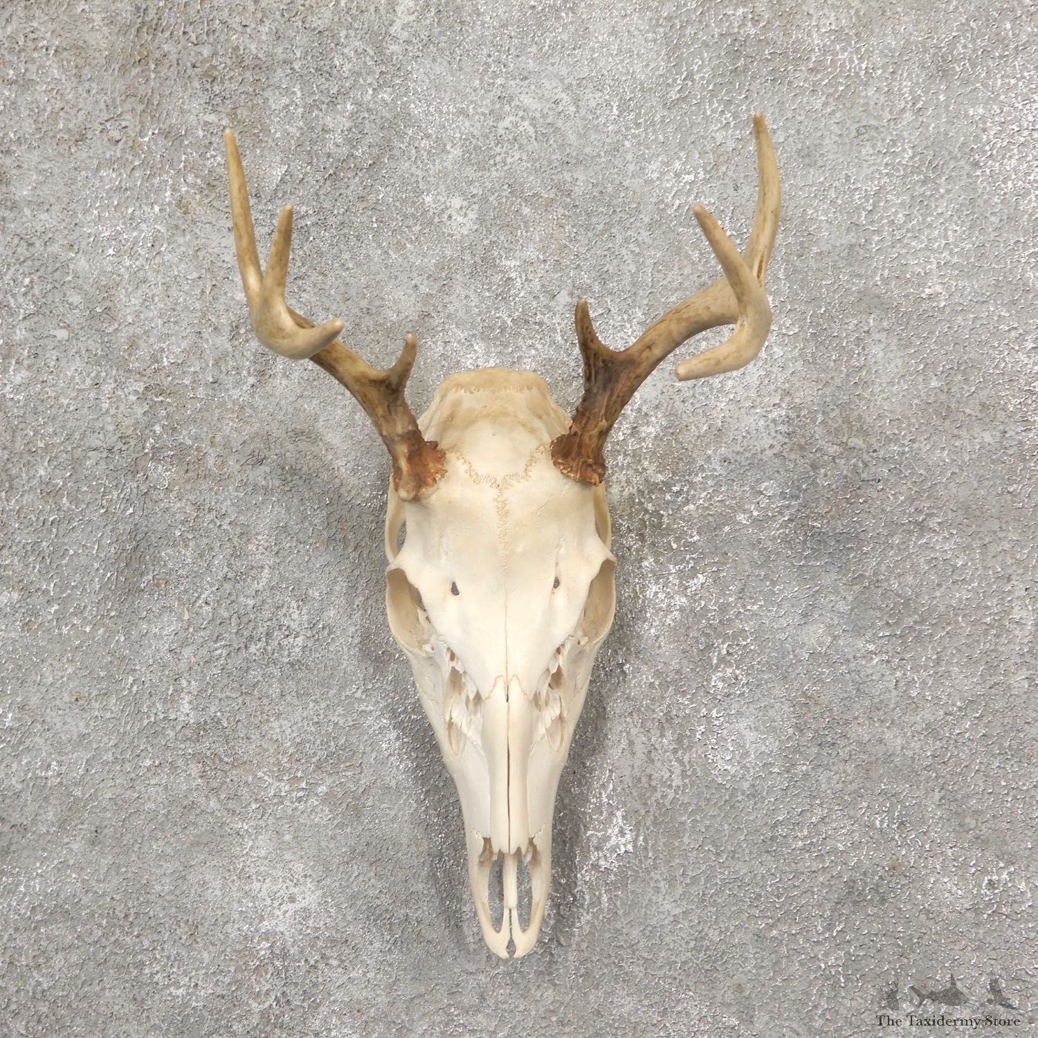 Whitetail Deer Skull European Mount For Sale #19256 @ The Taxidermy Store
