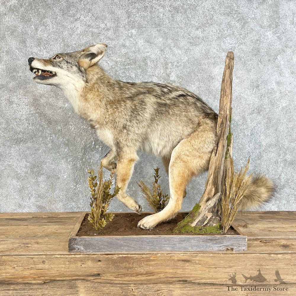 Coyote Life-Size Mount For Sale #25820 @ The Taxidermy Store