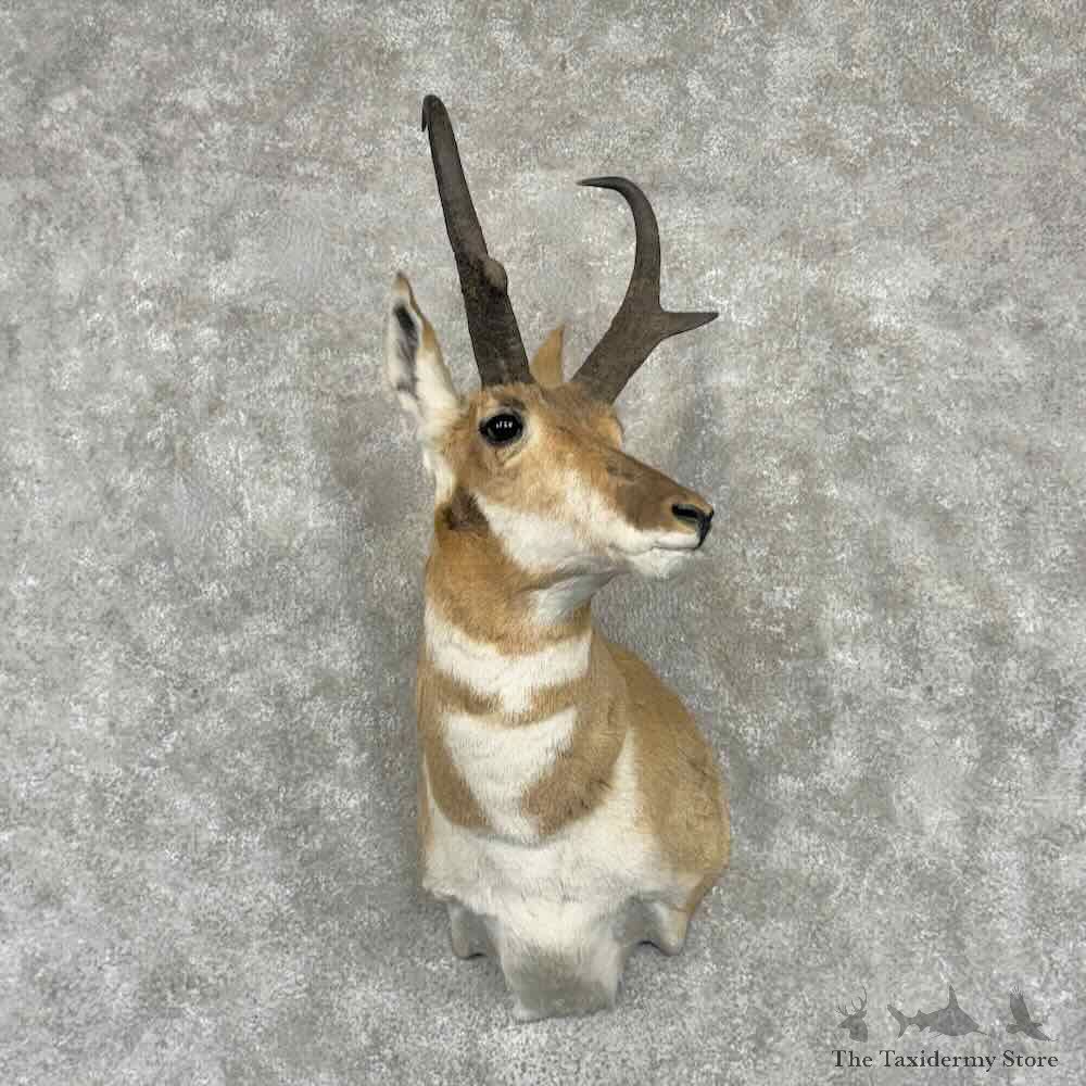 Pronghorn Antelope Shoulder Mount For Sale #31651 @ The Taxidermy-Store