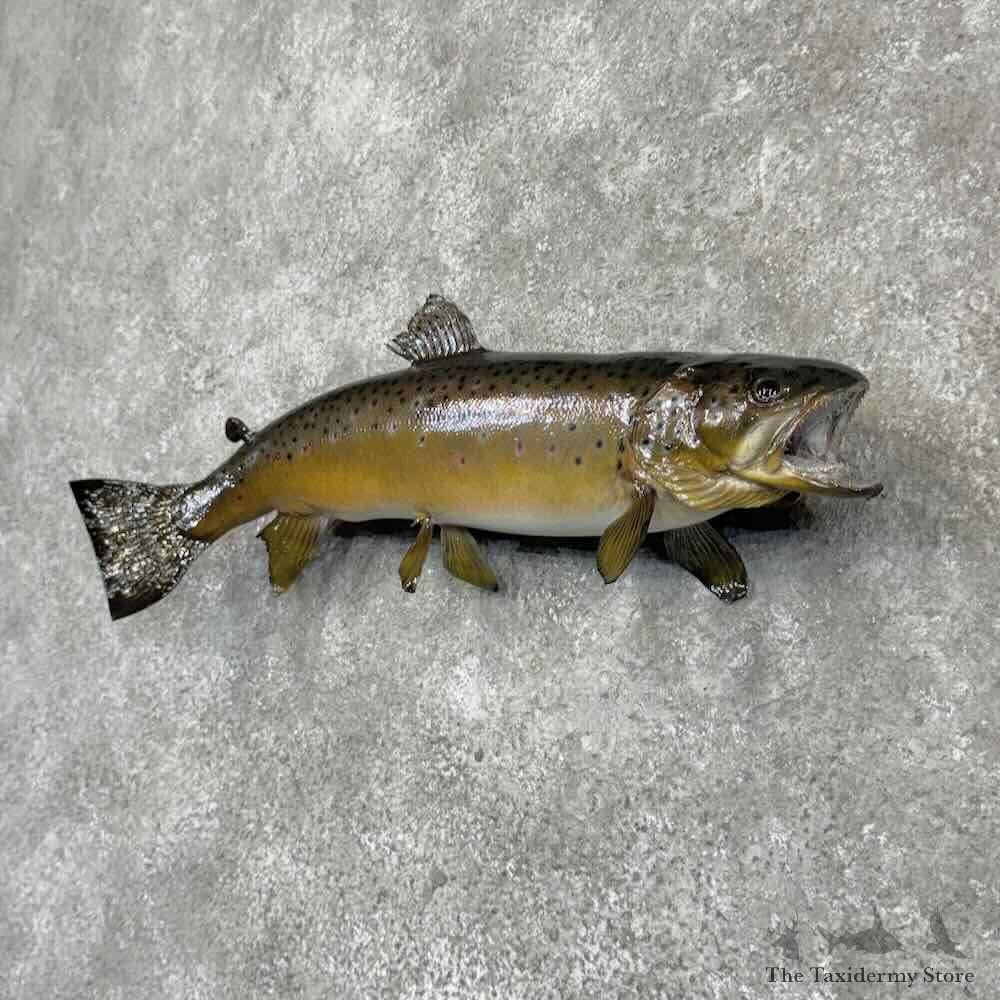 Brown Trout Fish Mount For Sale #32096 @ The Taxidermy Store