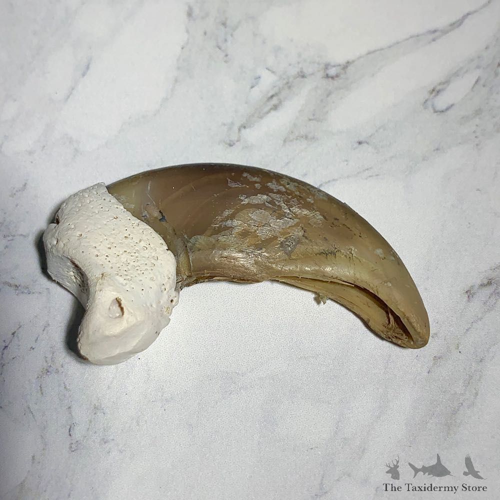 Grizzly Bear Claw For Sale #23769 - The Taxidermy Store