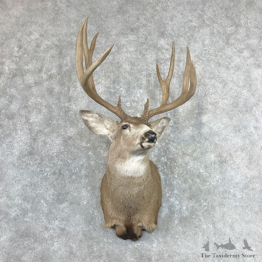 Mule Deer Shoulder Mount For Sale #26936 @ The Taxidermy Store