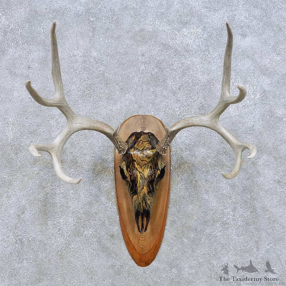 Whitetail Deer Skull European Mount For Sale #14643 @ The Taxidermy Store