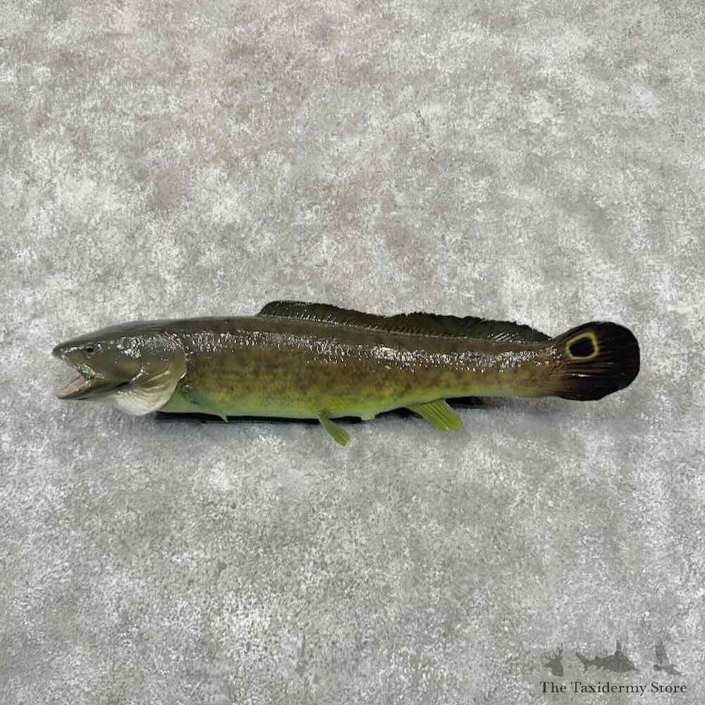 Spawning Phase Bowfin Fish Mount For Sale #32219 @ The Taxidermy Store