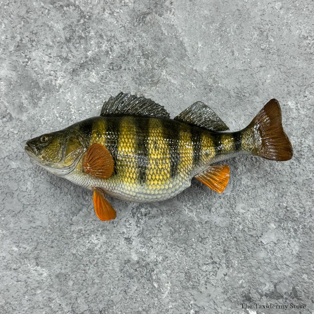 Yellow Perch Fish Mount For Sale #32427 @ The Taxidermy Store