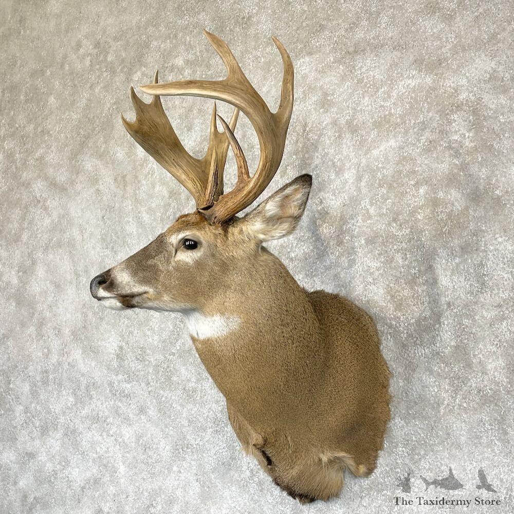 Whitetail Deer Shoulder Mount For Sale #28168 - The Taxidermy Store