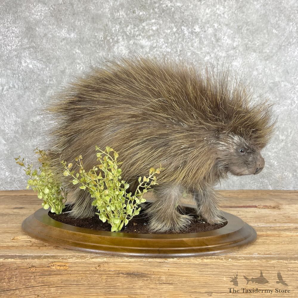 Porcupine Life-Size Mount For Sale #28040 @ The Taxidermy Store