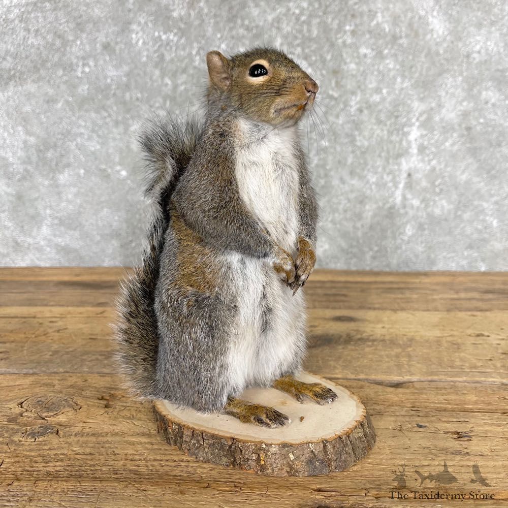 Grey Squirrel Life-Size Mount For Sale #24427 @ The Taxidermy Store