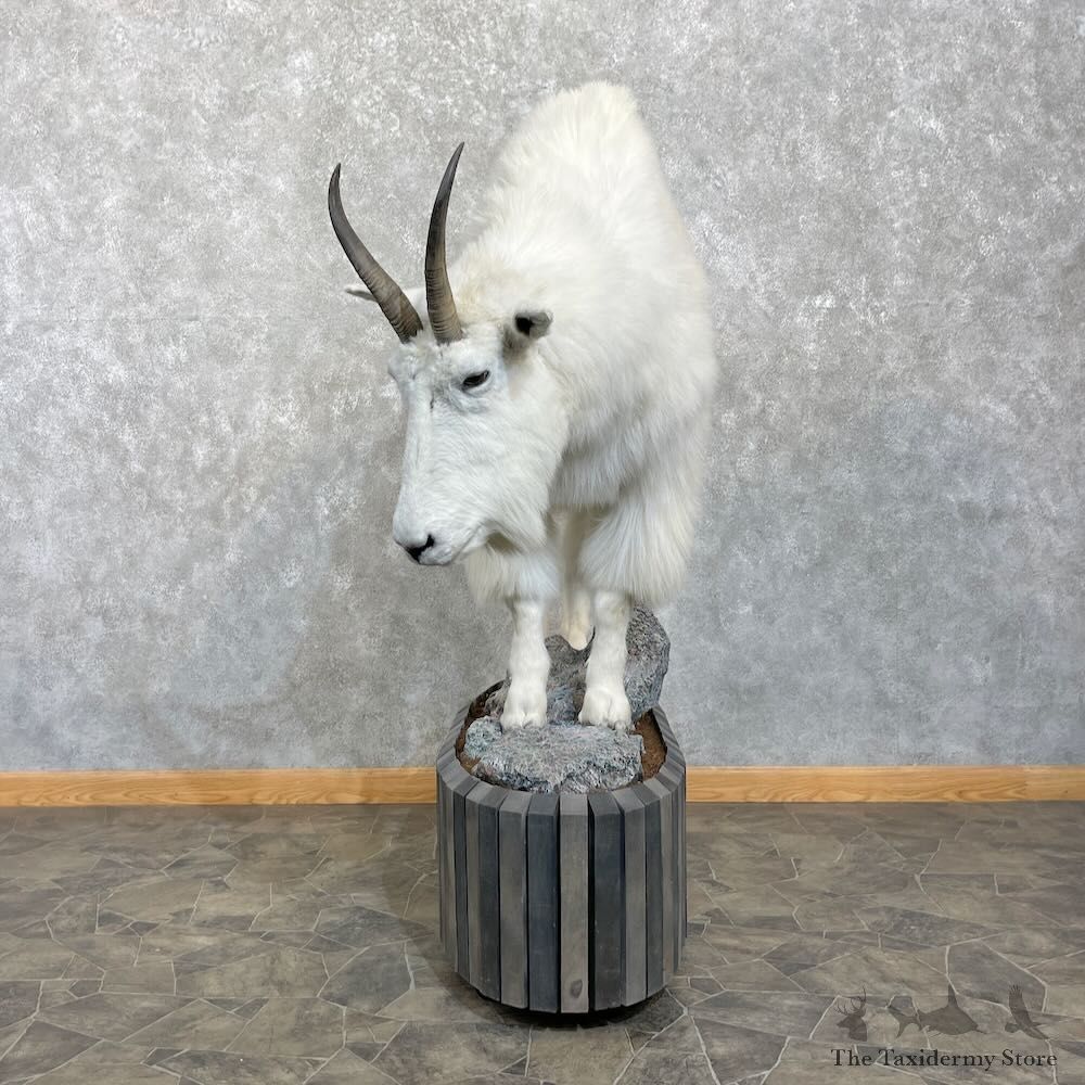 Mountain Goat Life-Size Mount For Sale #27791 @ The Taxidermy Store