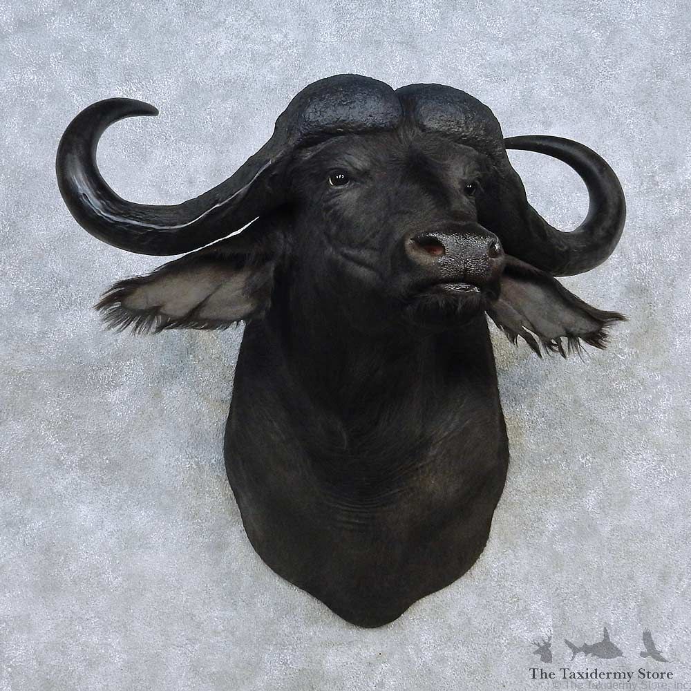 Cape Buffalo Shoulder Mount For Sale #15133 @ The Taxidermy Store