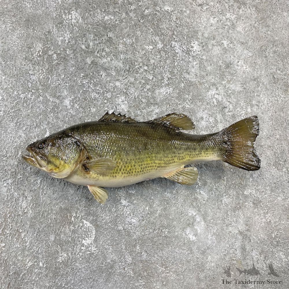 Largemouth Bass Fish Mount For Sale #26129 @ The Taxidermy Store