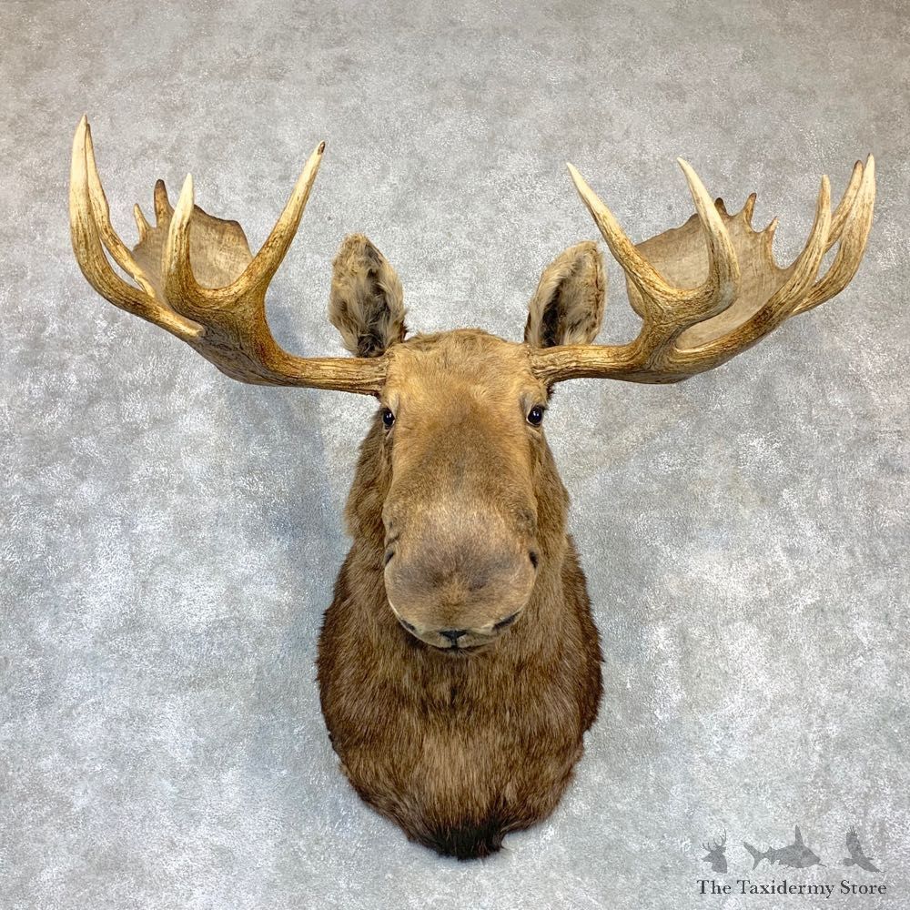 Alaskan Yukon Moose Shoulder Mount For Sale #23148 @ The Taxidermy Store