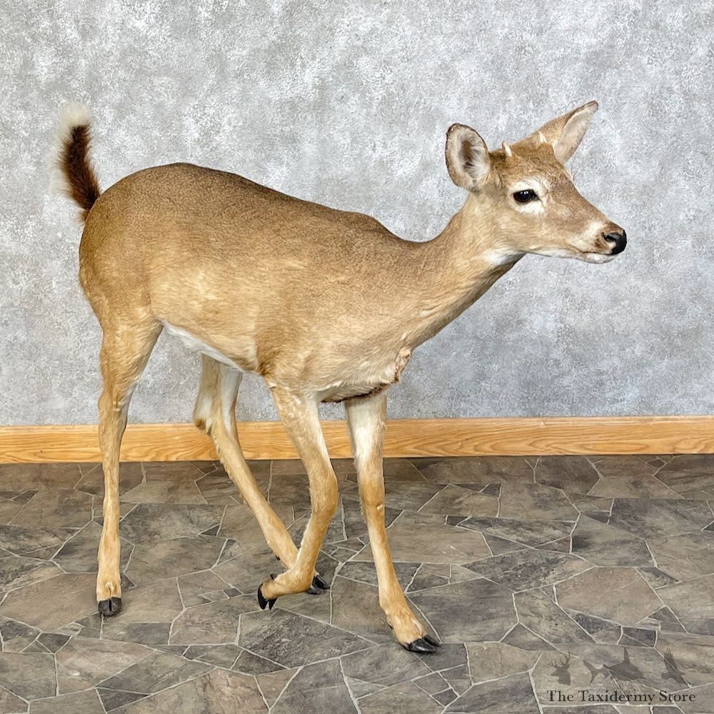 Whitetail Deer Life-Size Mount For Sale #25440 - The Taxidermy Store
