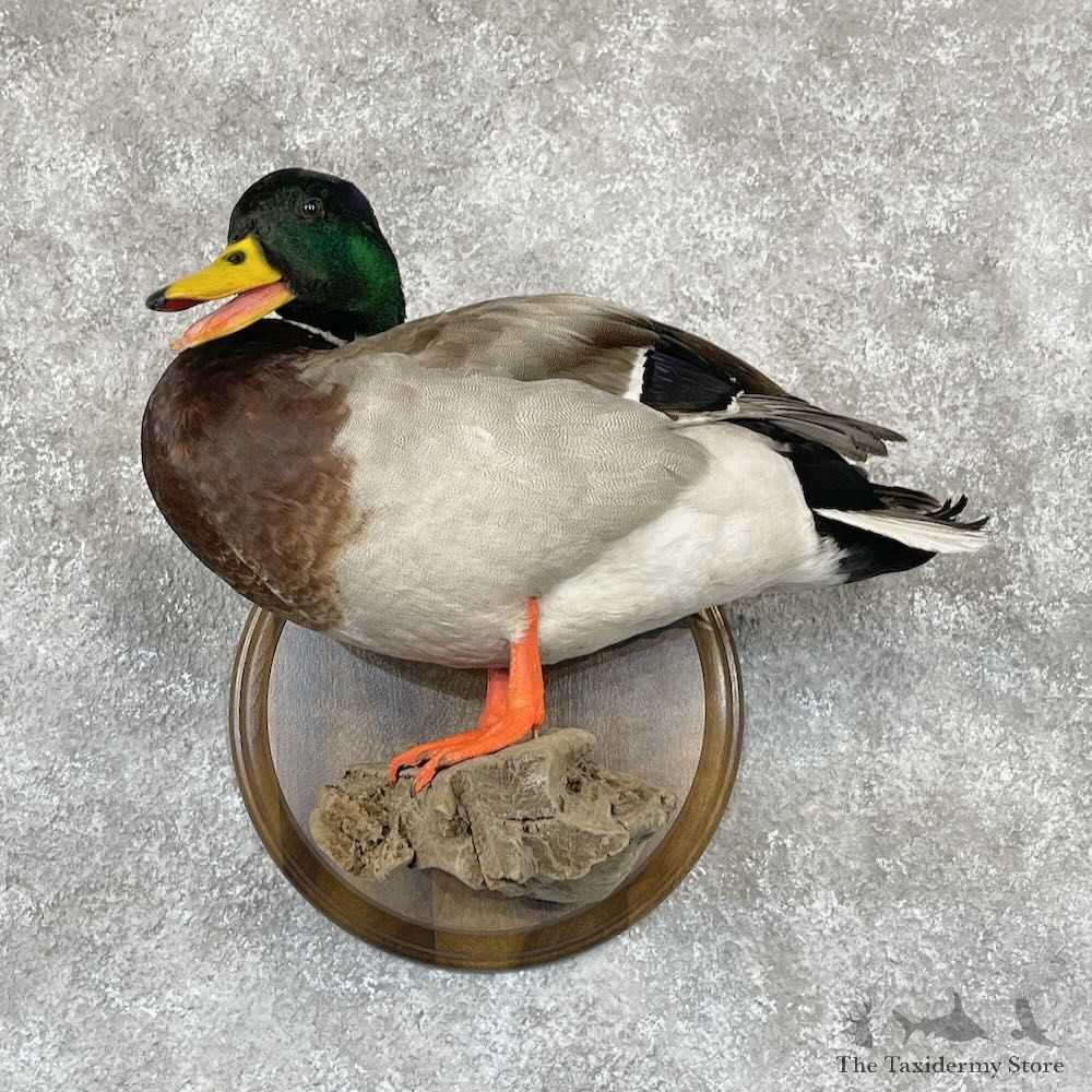 Mallard Duck Drake Bird Mount For Sale #28132 - The Taxidermy Store