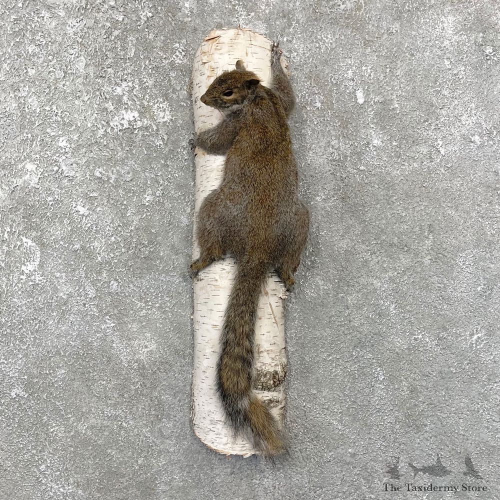 Grey Squirrel Life-Size Mount For Sale #25076 @ The Taxidermy Store