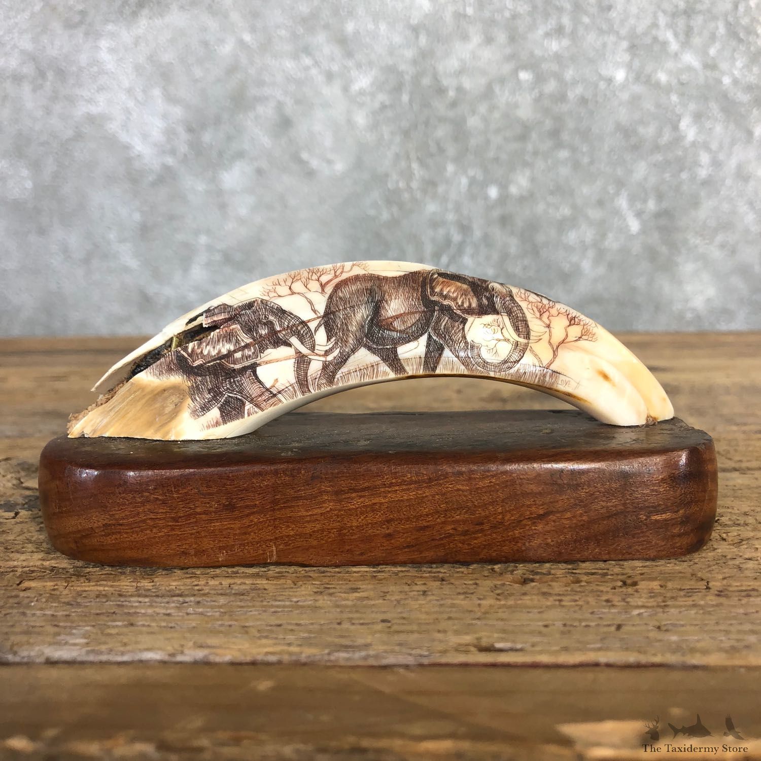 Scrimshawed Warthog Tooth For Sale #19942 @ The Taxidermy Store
