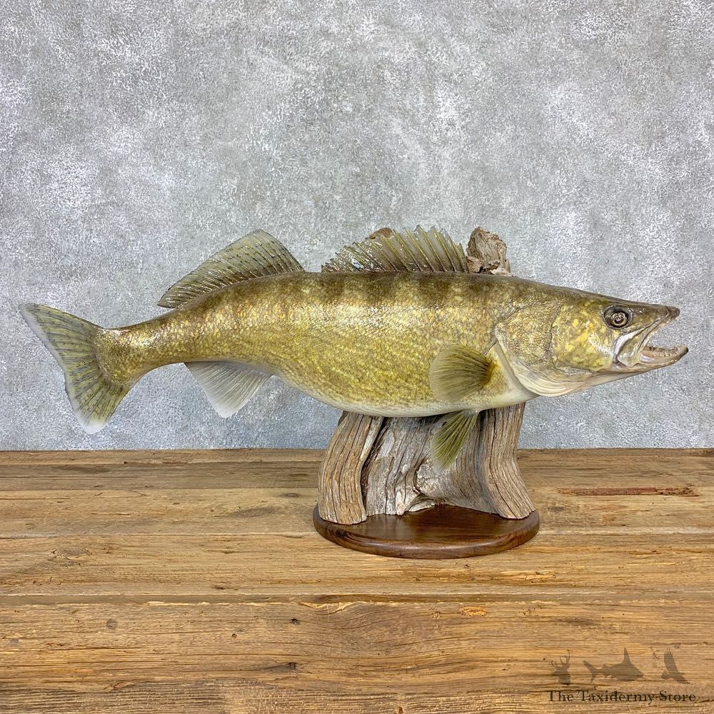 Walleye Taxidermy Mount For Sale #21632 @ The Taxidermy Store