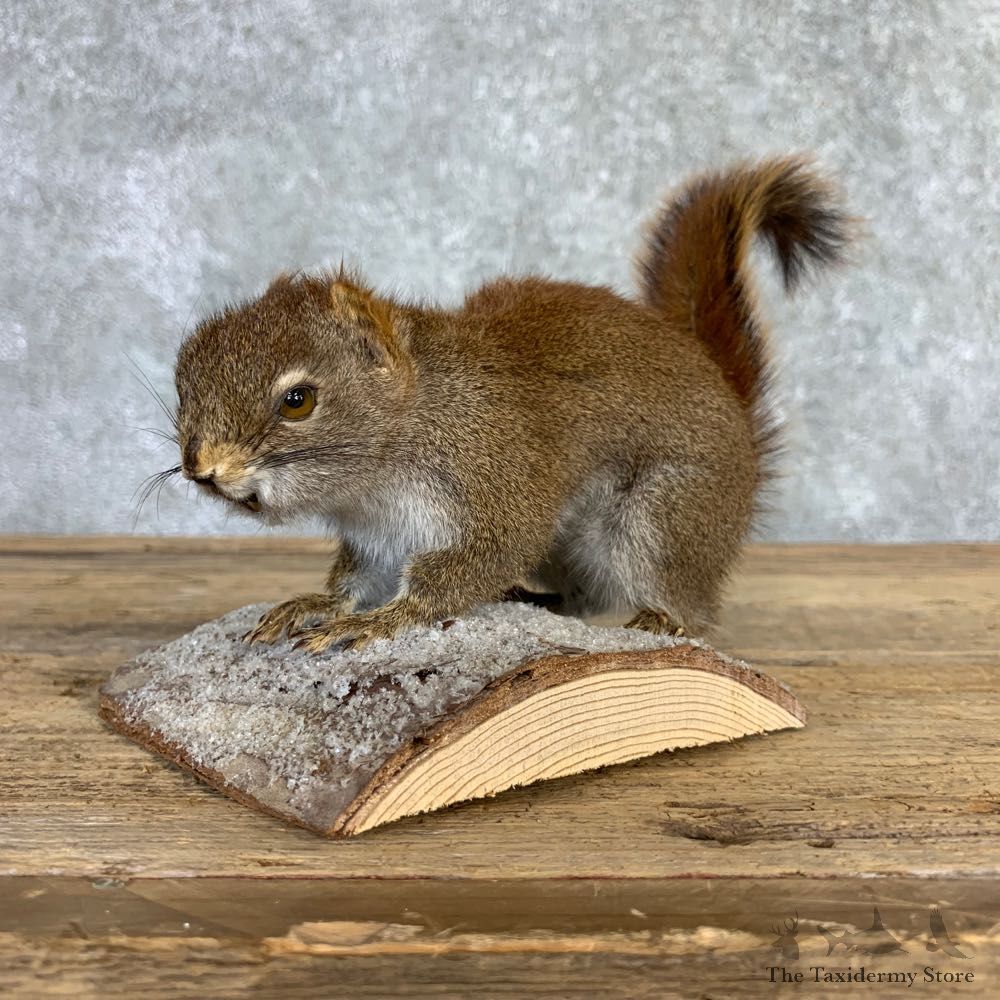 Red Squirrel Life-Size Mount For Sale #21848 @ The Taxidermy Store