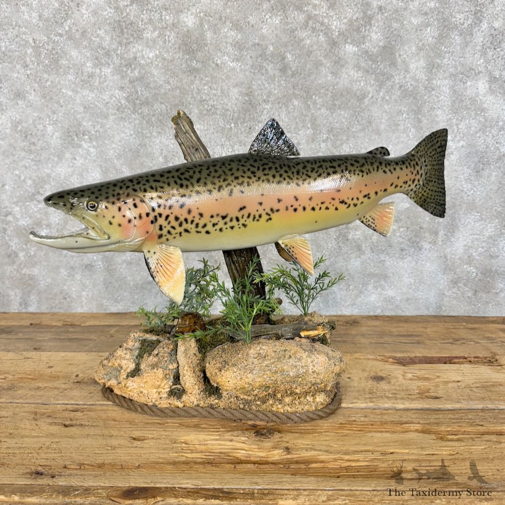 Rainbow Trout Fish Mount For Sale #30122 @ The Taxidermy Store