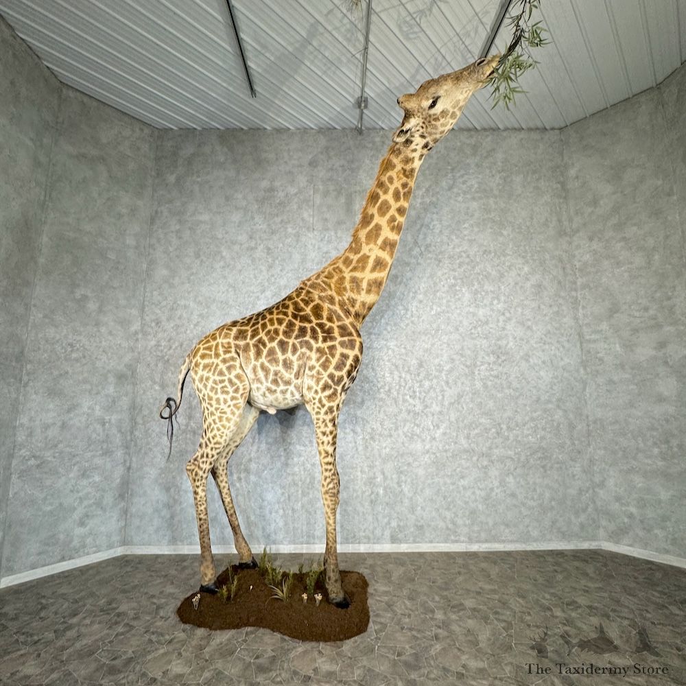 African Giraffe Life-Size Mount For Sale #29747 @ The Taxidermy Store