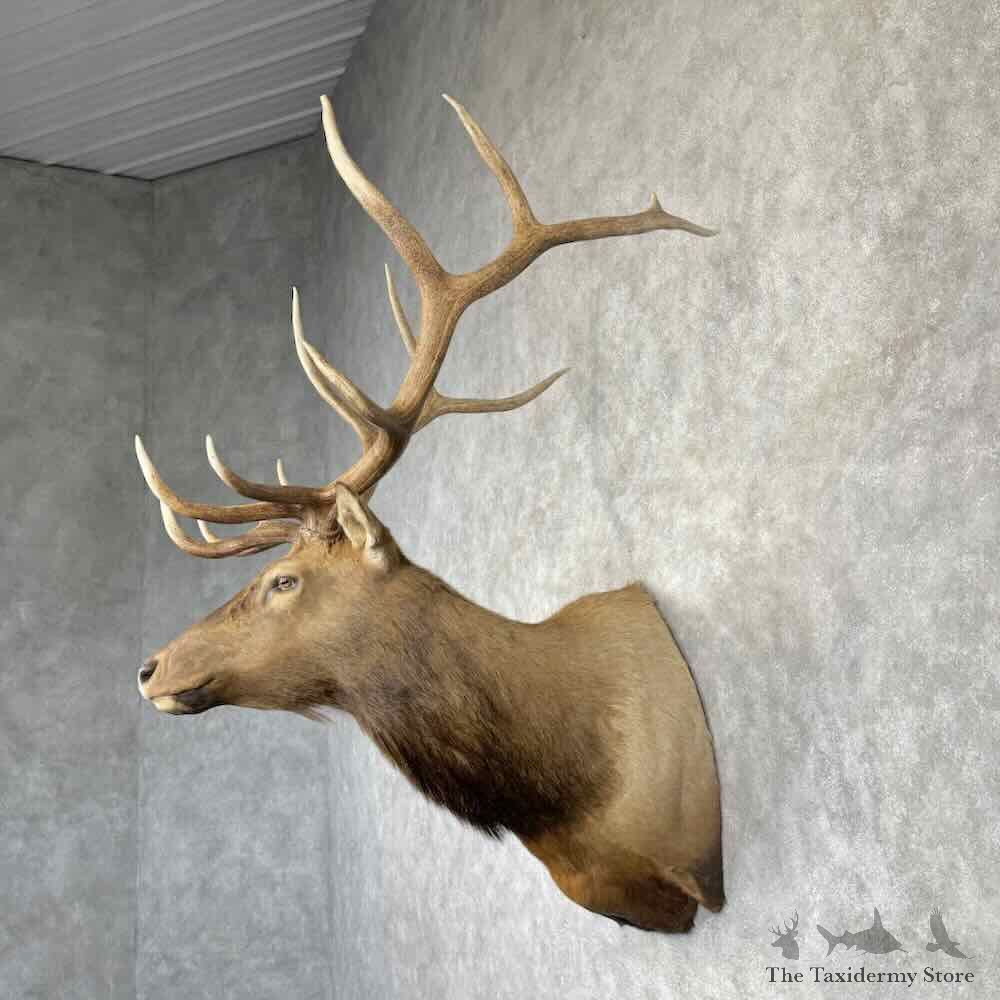 Rocky Mountain Elk Shoulder Mount For Sale #30368 @ The Taxidermy Store