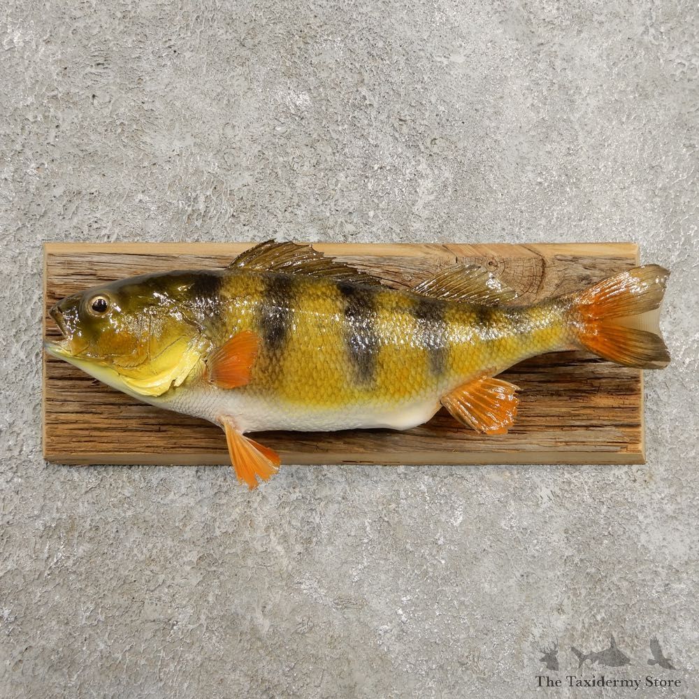 Yellow Perch Fish Mount For Sale #20969 @ The Taxidermy Store