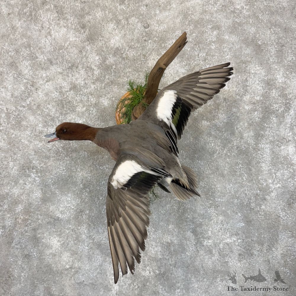 Eurasian Wigeon Duck Bird Mount For Sale #30100 @ The Taxidermy Store
