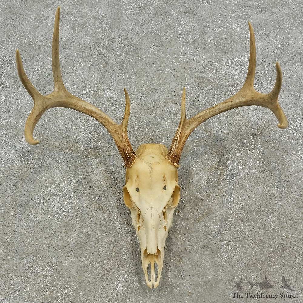 Whitetail Deer Skull European Mount For Sale #16961 @ The Taxidermy Store