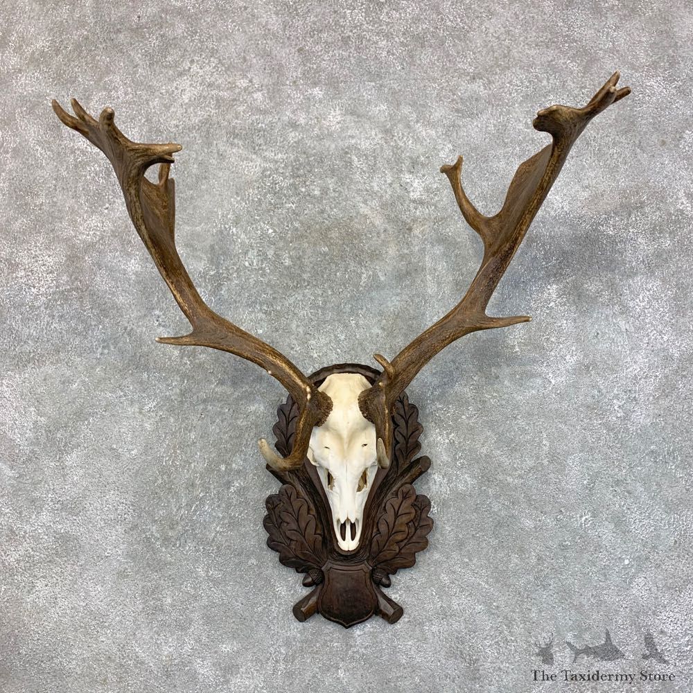 Austrian Fallow Deer Skull Antler European Mount For Sale #23443 @ The Taxidermy Store