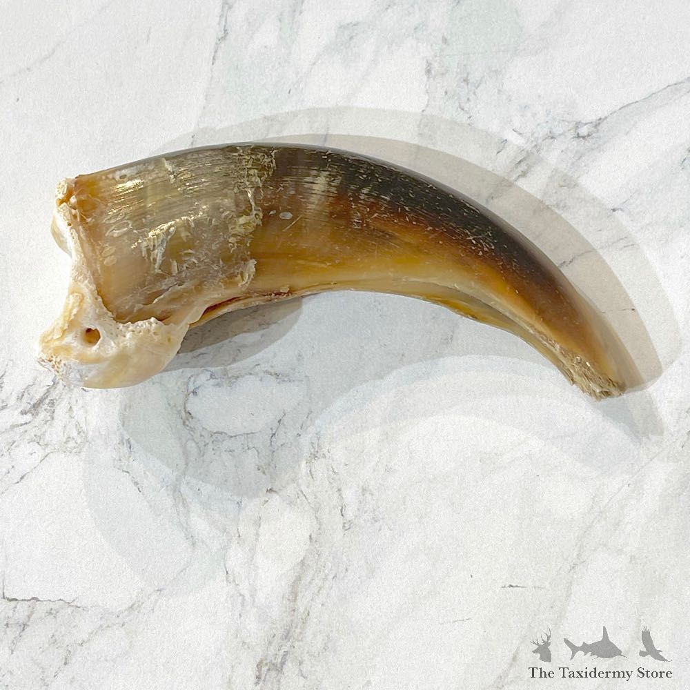 Grizzly Bear Claw For Sale #24902 - The Taxidermy Store