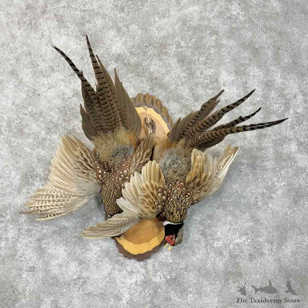 Ringneck Pheasant Bird Display For Sale #30493 @ The Taxidermy Store