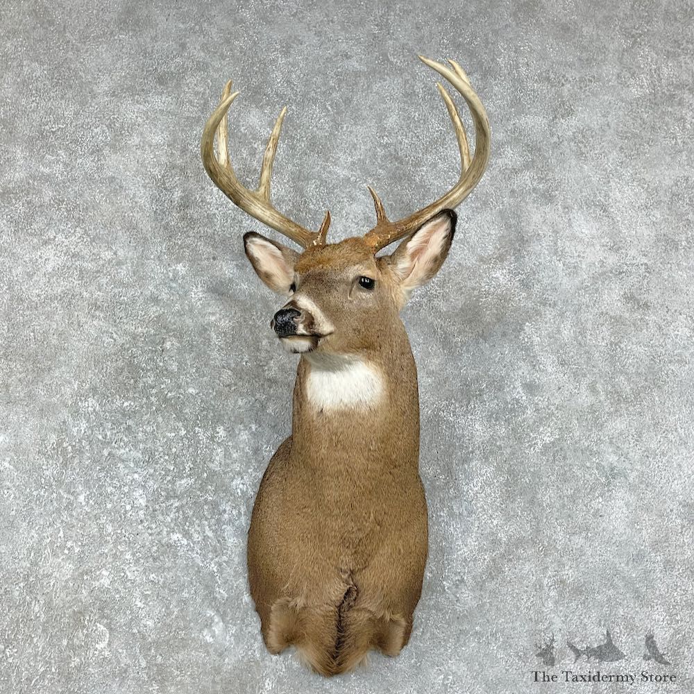 Whitetail Deer Shoulder Mount #26218 For Sale - The Taxidermy Store