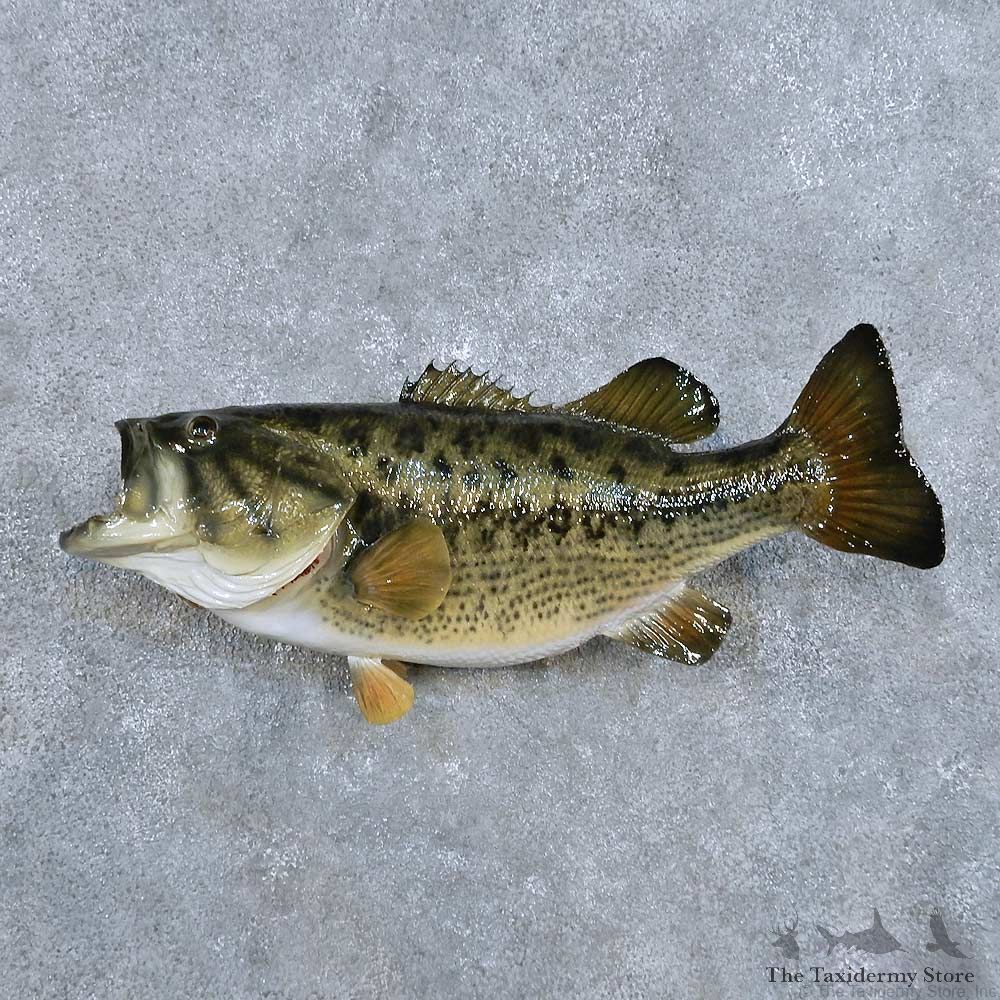 Largemouth Bass Fish Mount For Sale #14336 @ The Taxidermy Store