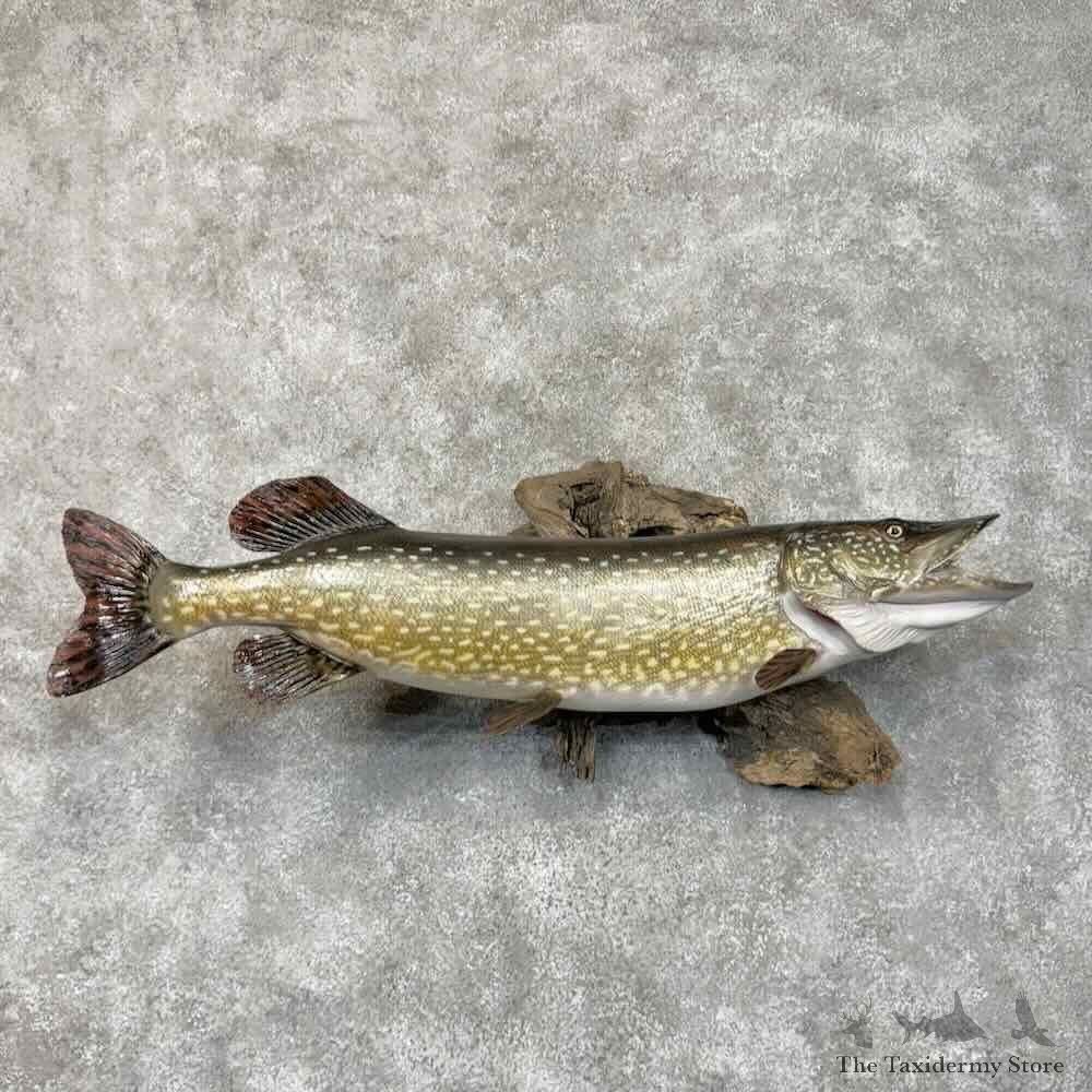 Northern Pike Fish Mount For Sale #30454 @ The Taxidermy Store