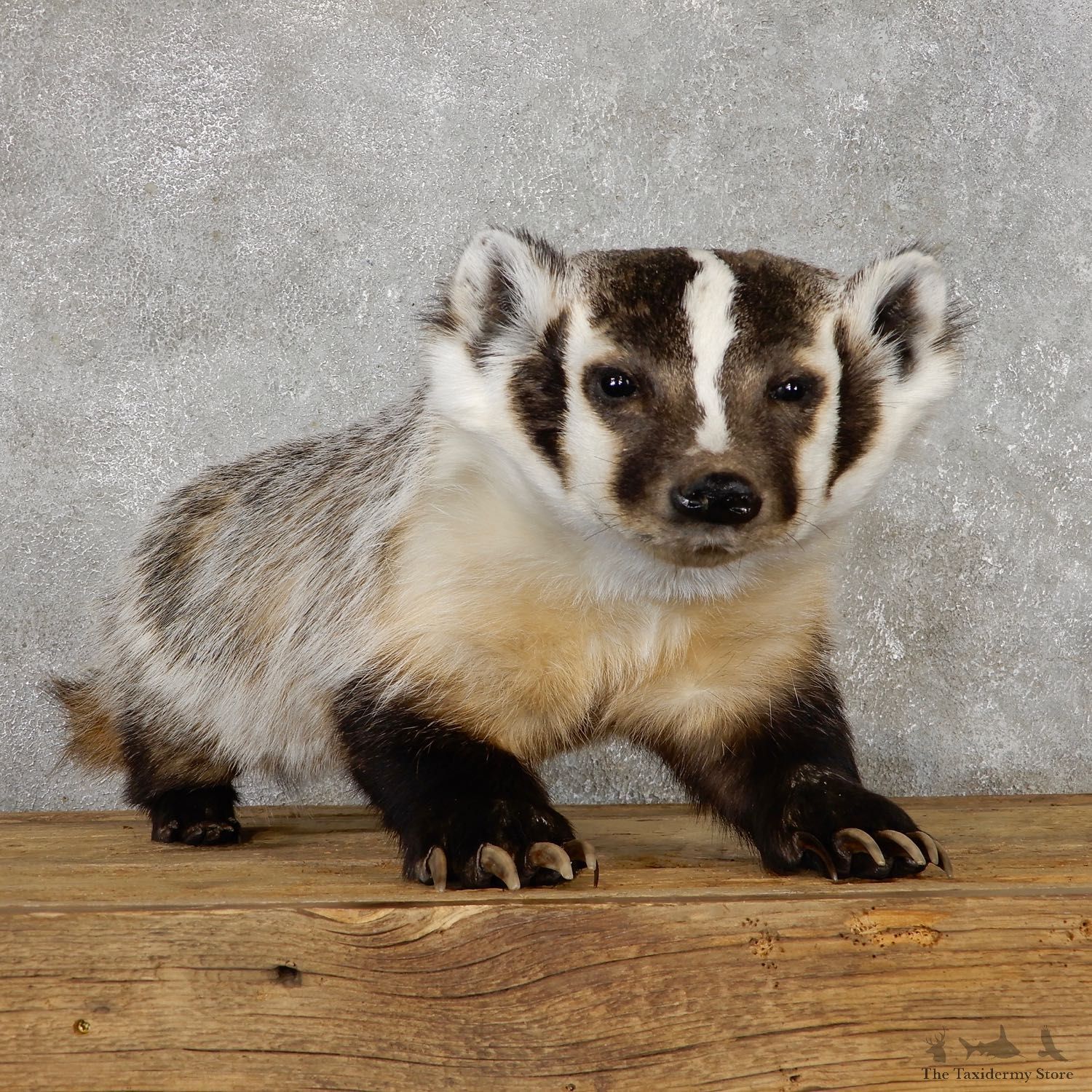 American Badger Life-Size Mount For Sale #19469 @ The Taxidermy Store