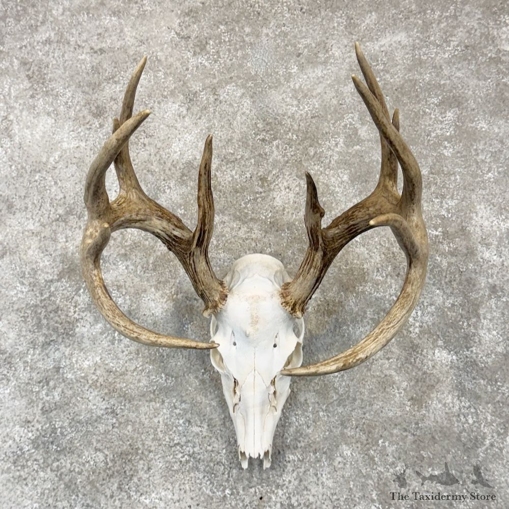 Whitetail Deer Skull European Mount For Sale #32060 @ The Taxidermy Store