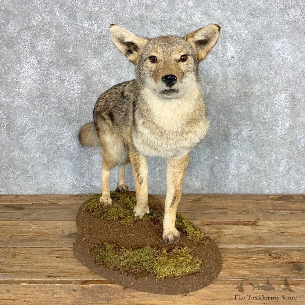 Coyote Life-Size Mount For Sale #21685 @ The Taxidermy Store